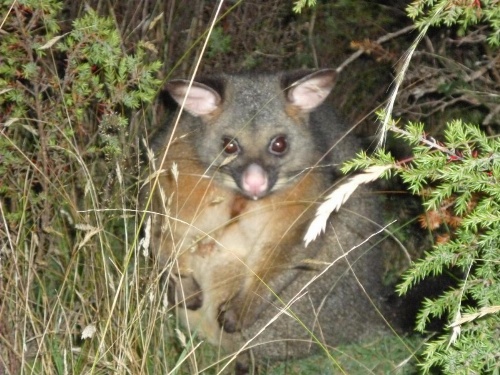 Forest Walks Lodge image 34