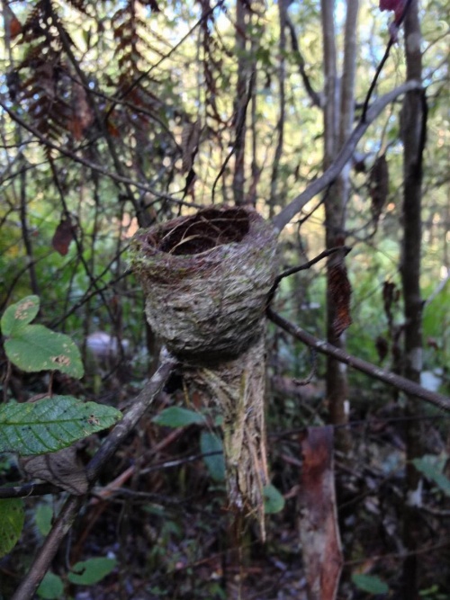 Forest Walks Lodge image 36